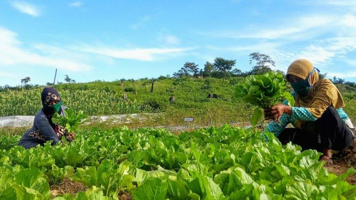 contoh sumber daya alam hayati