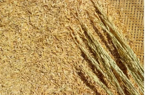 cara mengeringkan gabah cepat