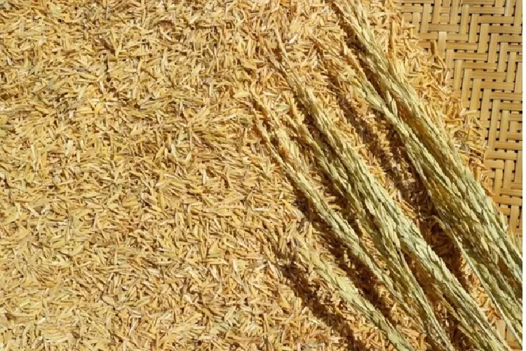 cara mengeringkan gabah cepat