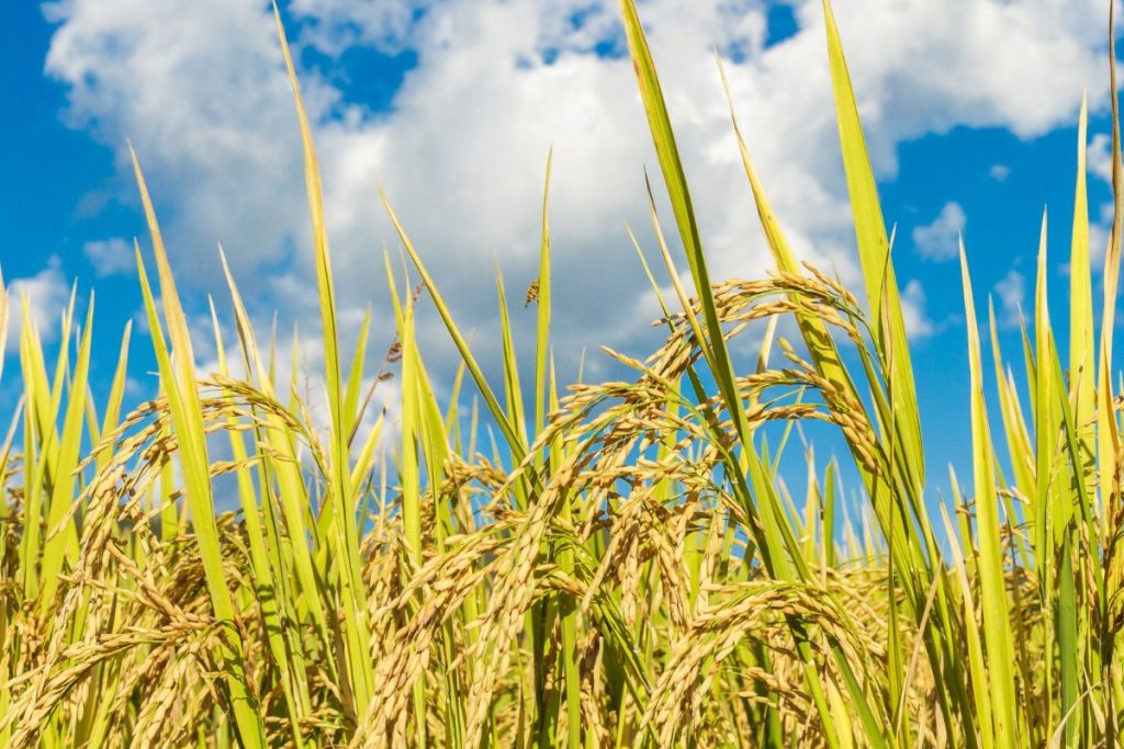 alat pemanen padi modern