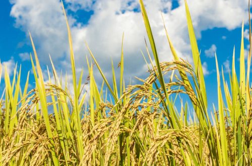 alat pemanen padi modern