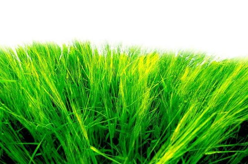 Tips Merawat Alat Pencacah Rumput