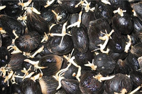 cara tanam sawit agar cepat tumbuh