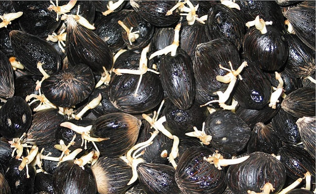 cara tanam sawit agar cepat tumbuh