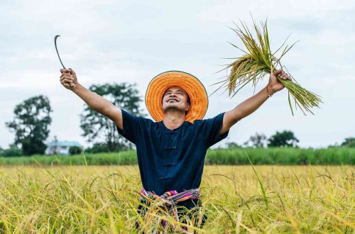 Mesin Pemroses Gabah Modern