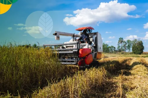 Peluang Usaha Jasa Combine Harvester