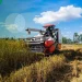 Peluang Usaha Jasa Combine Harvester