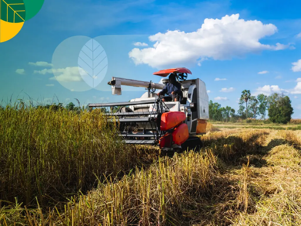 Peluang Usaha Jasa Combine Harvester